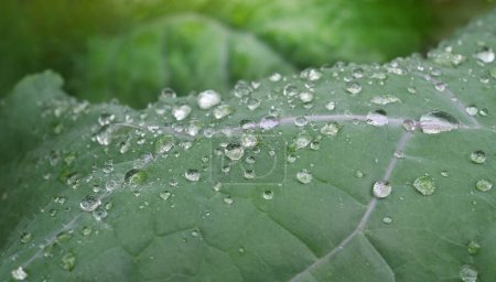 Photo for Beautiful water drops after rain on green leaf in sunlight,  Many droplets of morning dew outdoor. - Royalty Free Image