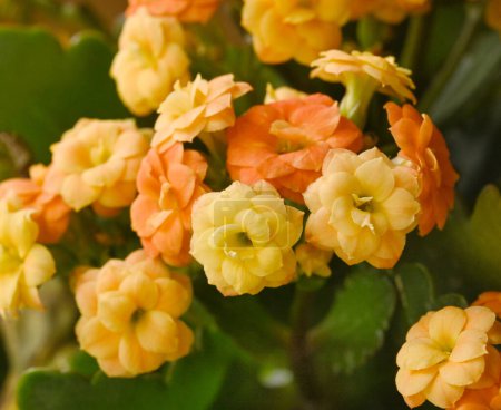 Photo for Orange  yellow  rieger begonias  in garden. - Royalty Free Image