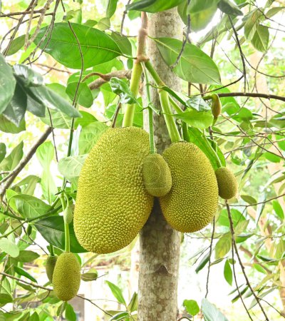 Photo for Fresh  jackfruits and baby jackfruits  on the jackfruit tree. - Royalty Free Image