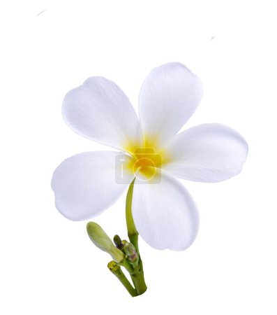 Phumélie en fleurs isolée avec un chemin de coupe sur fond blanc.