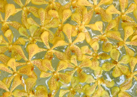 Téléchargez les photos : Fermer Plante d'orchidée jaune Mokara Isolé sur l'eau - en image libre de droit