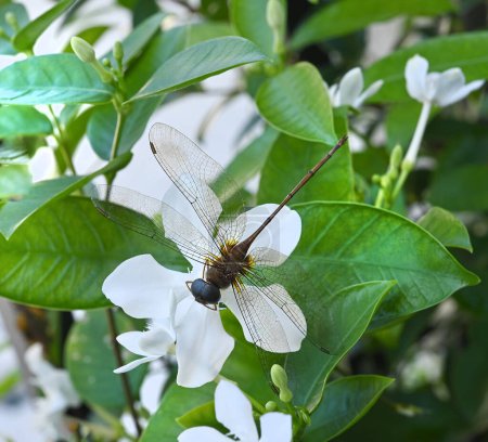 Dragonfly on white flower with blurred background.