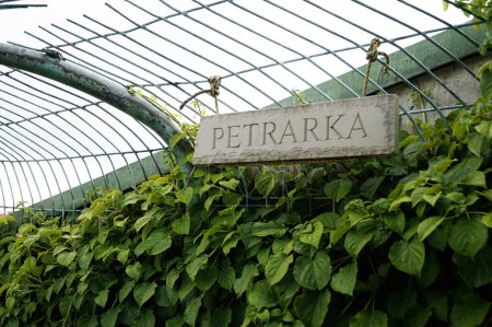 Téléchargez les photos : Allée nommée d'après le poète Petrarch dans le jardin sur le toit de la bibliothèque de Varsovie. Pologne - en image libre de droit
