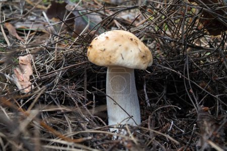 White mushroom in pine forest