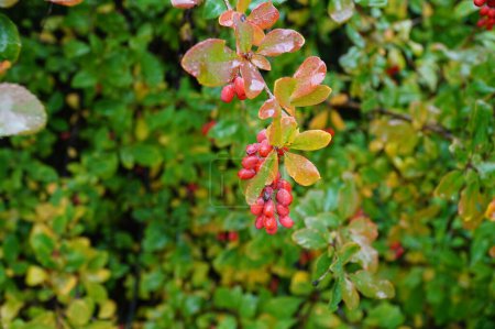 Background of red autumn berries