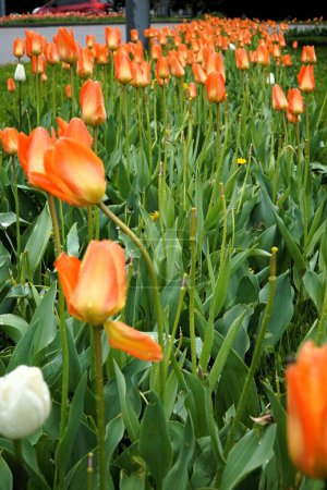 Dutch tulips growing in a flower bed