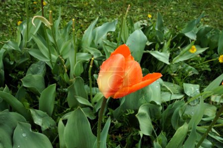 Holländische Tulpen wachsen im Blumenbeet