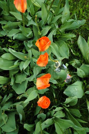 Dutch tulips growing in a flower bed