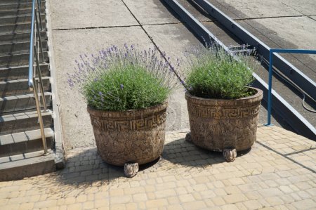 Blooming lavender shoots in a pot