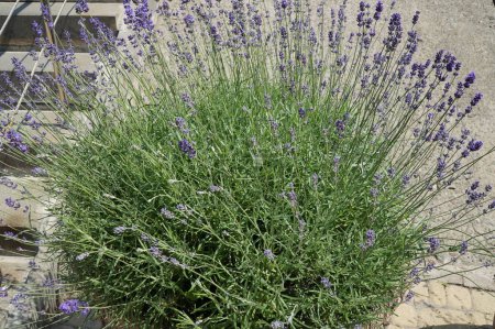Blooming lavender shoots in a pot