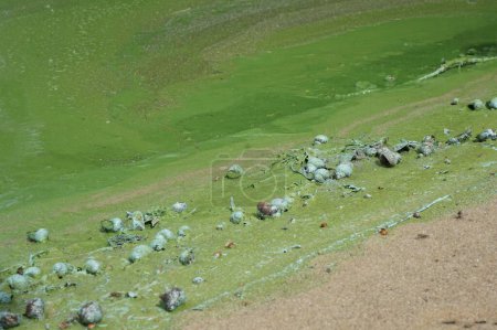 Eau verte dans la rivière, qui fleurit en été avec des algues