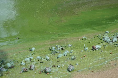 Green water in the river, which blooms in summer with algae