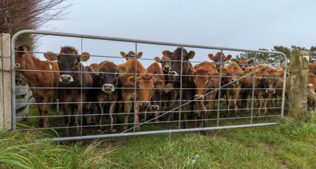 Téléchargez les photos : Troupeau de jeunes vaches brunes veulent être déplacés vers plus d'herbe. - en image libre de droit