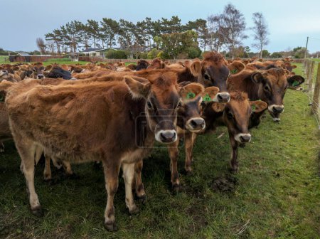 Foto de Manada de vacas jóvenes marrones quieren ser trasladados a más hierba. - Imagen libre de derechos