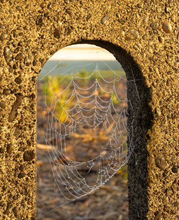 Foto de Web de arañas con gotas de rocío matutino en la web. - Imagen libre de derechos