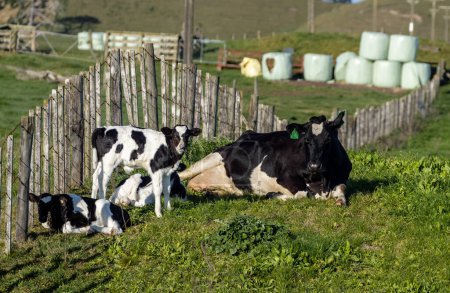 Foto de Vaca madre frisona con tres colmenas jóvenes que ella está cuidando. En una granja de Nueva Zelanda. - Imagen libre de derechos
