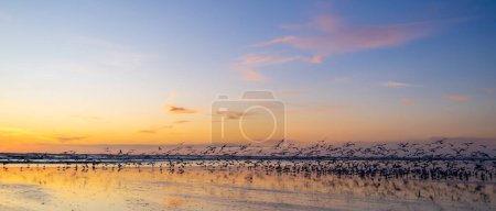 Foto de Una gran bandada de aves marinas despegando al atardecer en las arenas planas de Foxton Beach, Nueva Zelanda. - Imagen libre de derechos