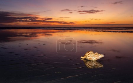 Foto de Maravilloso atardecer en las arenas planas de Foxton Beach con marea baja. Con una gran concha marina en primer plano. - Imagen libre de derechos