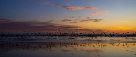 Foto de Una gran bandada de aves marinas despegando al atardecer en las arenas planas de Foxton Beach, Nueva Zelanda. - Imagen libre de derechos