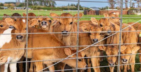 Foto de Joven manada de terneros de jersey en la puerta de la granja. - Imagen libre de derechos
