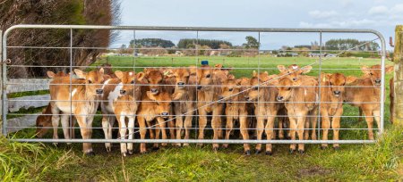 Foto de Joven manada de terneros de jersey en la puerta de la granja. - Imagen libre de derechos