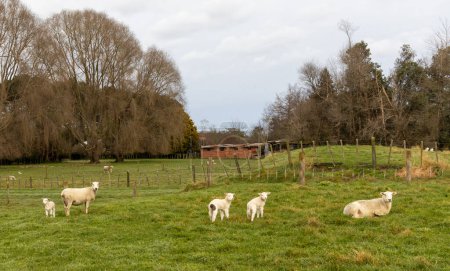 Foto de Granja de ovejas de Nueva Zelanda con algunos corderos de primavera temprana, nota un cordero con un parche negro. - Imagen libre de derechos