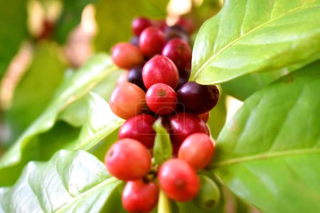 Close-up of raw coffee cherry fruits green leaves. Organic Arabica coffee in the plantation at Countryside of Thailand.