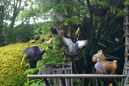 Téléchargez les photos : Un moment agréable à regarder les oiseaux viennent manger de la nourriture sur la table jackdaw, deux colombes de bouillon et Starling. Nourrir les oiseaux dans le jardin sur fond de saison printanière. - en image libre de droit