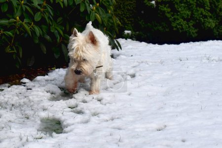 A cute dog walking on white snow with green leaves nature blurred background. West Highland White Terrier.