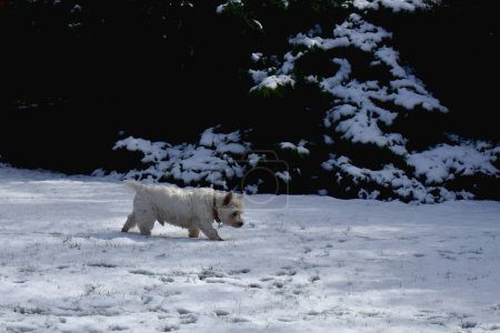 Photo for West Highland White Terrier.  A side view of a dog walking on a white snow-covered green grass field in a garden with sunlight on a dark background. - Royalty Free Image