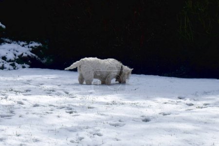 Photo for A cute dog sniffing on a white snow-covered green grass field in the garden with a dark background.  West Highland White Terrier. - Royalty Free Image