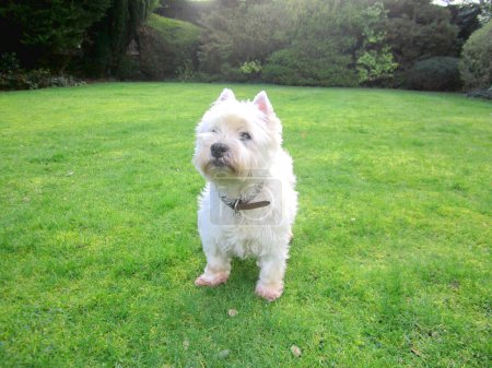 Photo for West Highland White Terrier. A cute dog looks up to the camera and stands on green grasses in the garden. - Royalty Free Image