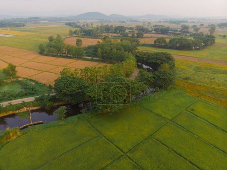 Foto de Green paddy rice plantation field in rural village aerial view - Imagen libre de derechos