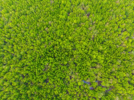 Foto de Bosque verde de manglares tropicales en el sistema ecológico de la bahía de mar paisaje natural vista aérea - Imagen libre de derechos