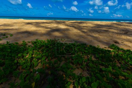 Photo for Sea Beach with Morning Glory on white sand blue sky cloud nature landscape - Royalty Free Image