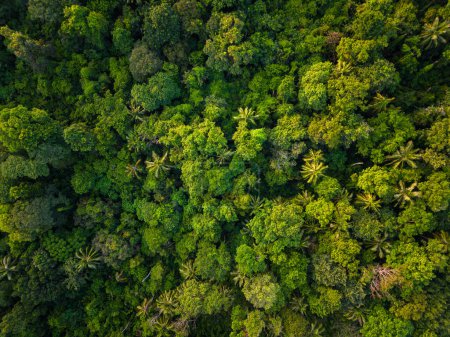 Vue aérienne forêt tropicale de montagne avec divers arbres verts arrière-plan naturel
