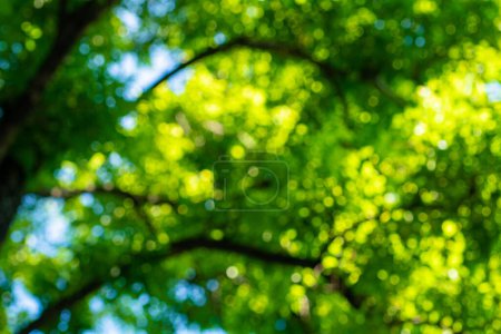 Abstrakte verschwommen glänzend grünen Baumpark sonnigen Tag mit Bokeh Natur Hintergrund