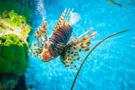 Photo for Lionfishes in sea life with coral reef blue water underwater animal - Royalty Free Image