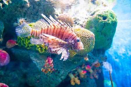 Photo for Lionfishes in sea life with coral reef blue water underwater animal - Royalty Free Image