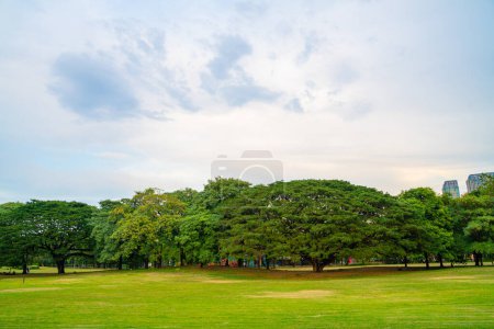 Foto de Verde pradera hierba con árbol en el parque público de la ciudad aire fresco en el centro de la naturaleza fondo - Imagen libre de derechos