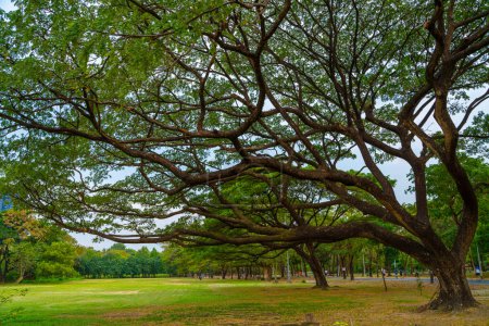 Téléchargez les photos : Herbe de prairie verte avec arbre dans le parc public de la ville de l'air frais en arrière-plan de la nature - en image libre de droit