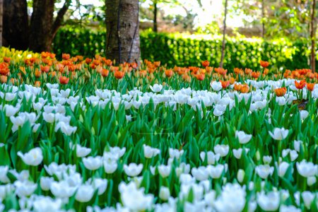 Téléchargez les photos : Tulipe colorée fleur jardin vert feuille hiver parc nature fond - en image libre de droit
