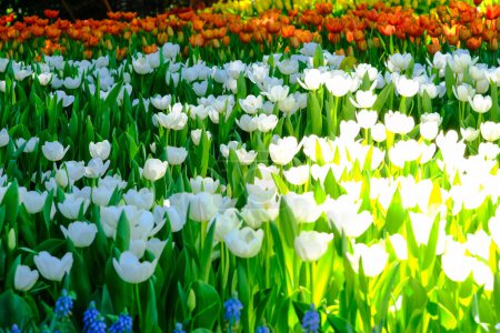 Foto de Flores de colores en el jardín - Imagen libre de derechos