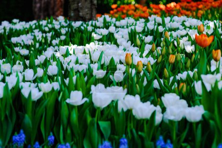 Téléchargez les photos : Fleurs colorées dans le jardin - en image libre de droit