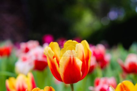 Téléchargez les photos : Tasse de fleurs de tulipes colorées dans le jardin botanique fleur d'automne - en image libre de droit