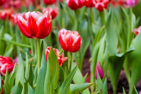 Téléchargez les photos : Tasse de fleurs de tulipes colorées dans le jardin botanique fleur d'automne - en image libre de droit