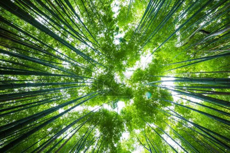 Foto de Bosque de bambú verde vista al sol en Kyoto, Japón - Imagen libre de derechos