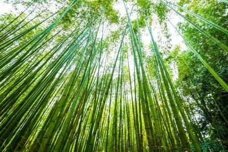Foto de Bosque de bambú verde vista al sol en Kyoto, Japón - Imagen libre de derechos