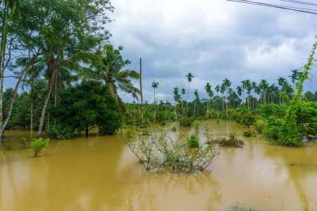 Foto de Agua de inundación en plantaciones rurales, Tailandia - Imagen libre de derechos
