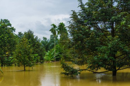 Téléchargez les photos : Eau d'inondation dans la plantation rurale, Thaïlande - en image libre de droit